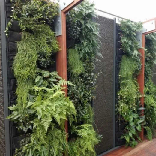 Picture of Green Walls